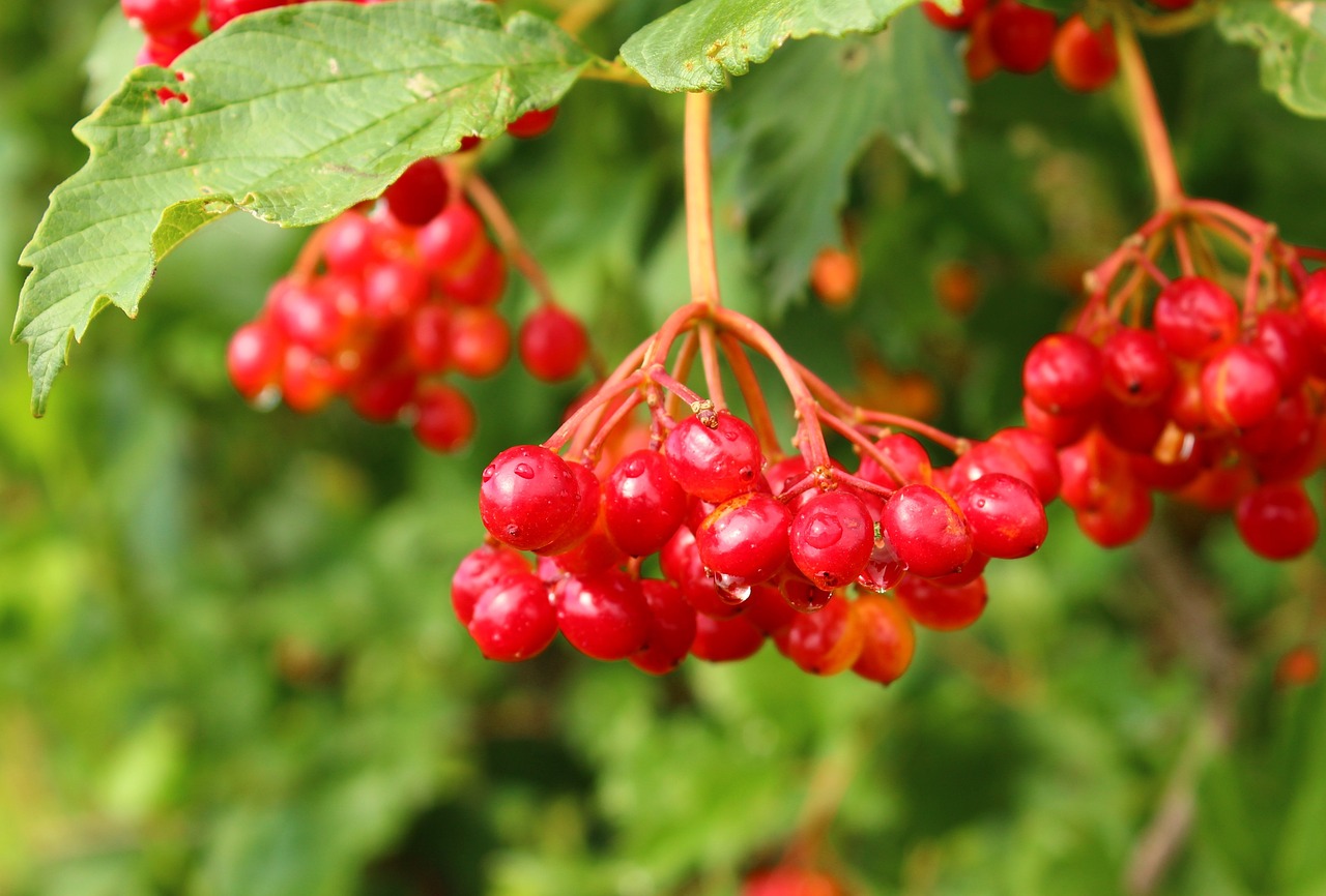 Planting and Growing Viburnum